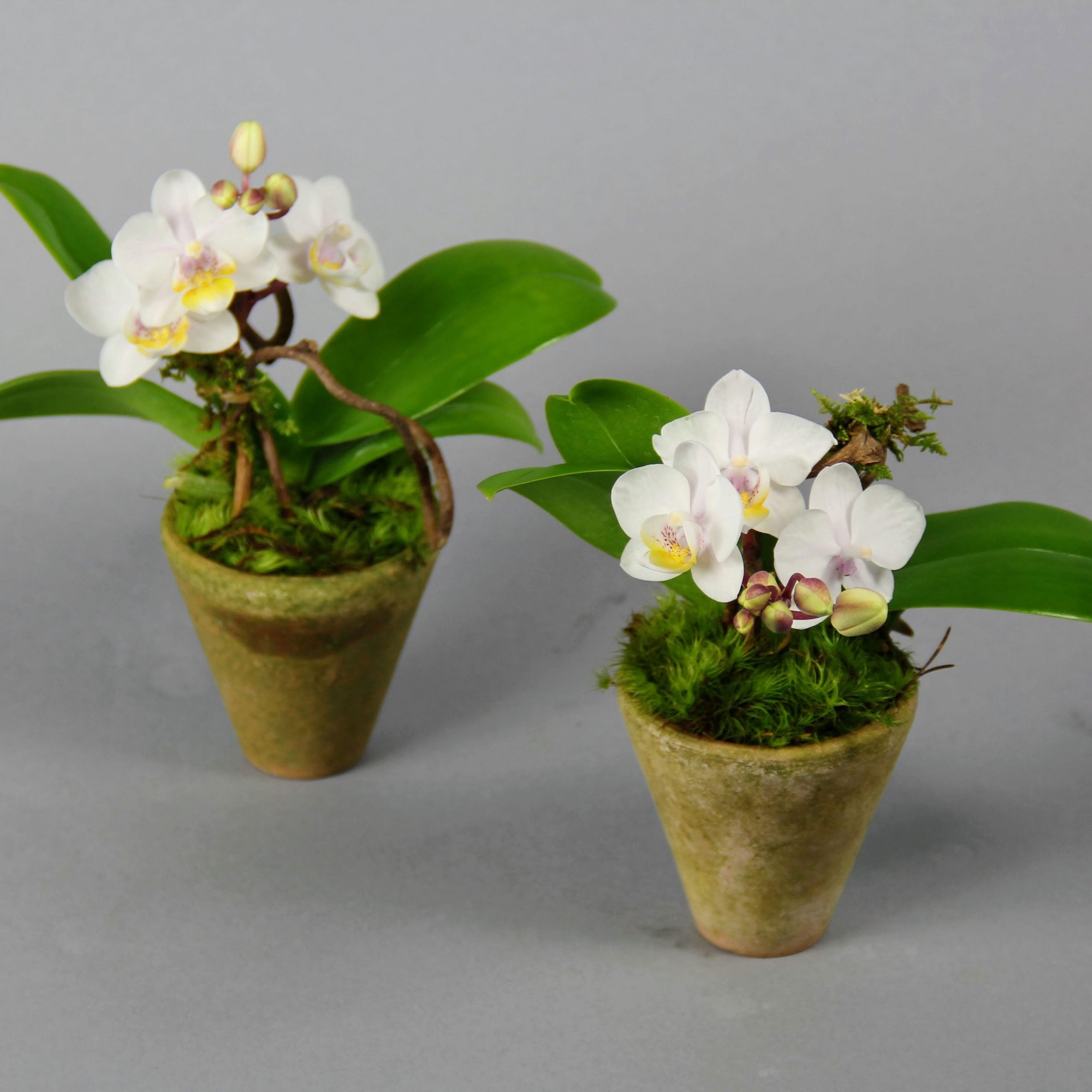 Phalaenopsis Mini Teacup Orchid with White Blooms 