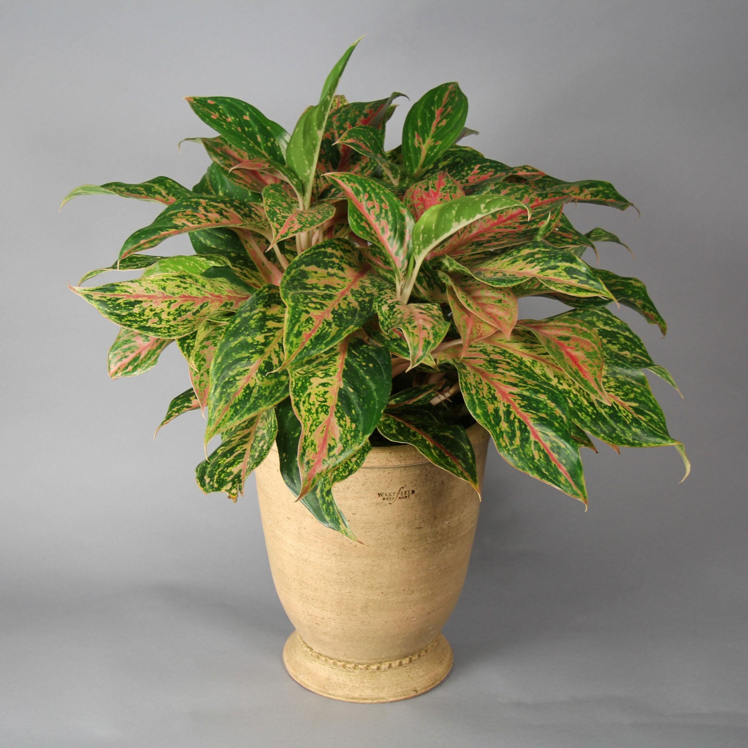 aglaonema legacy merah Red Aglaonema 'Legacy' – Greenwich Orchids