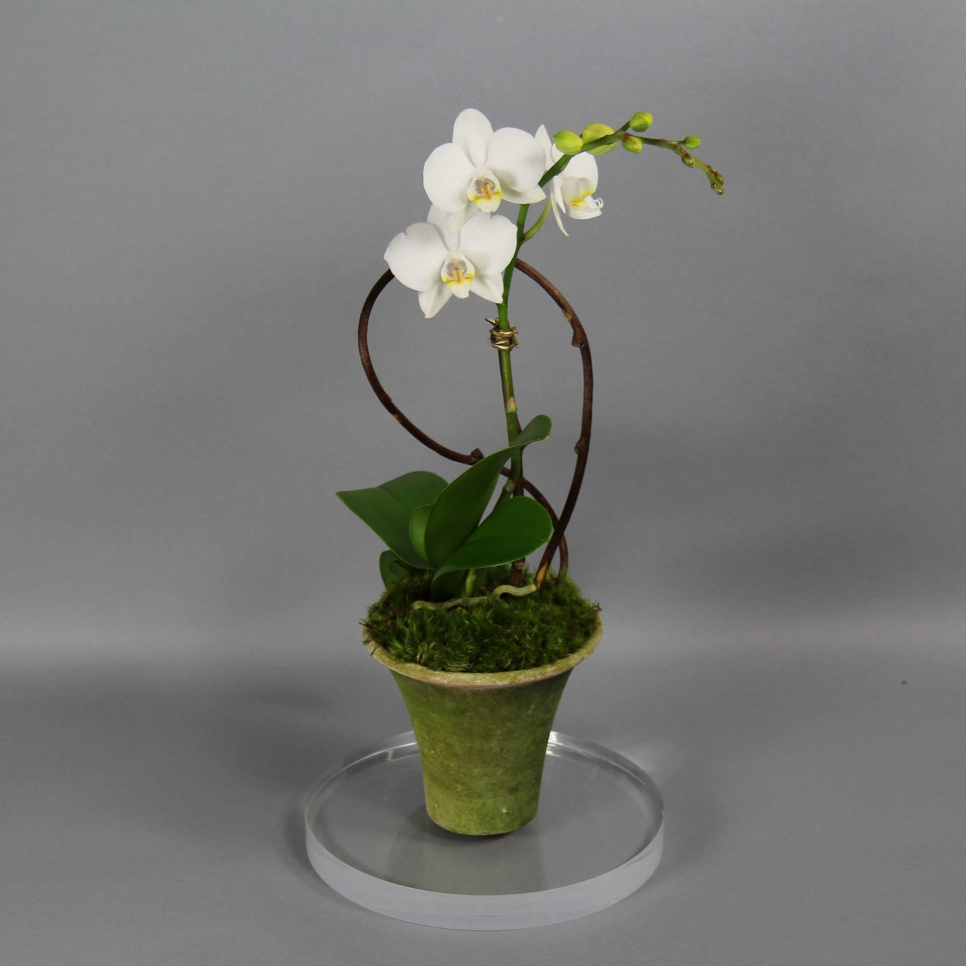 White Mini-Phalaenopsis Orchid Plant