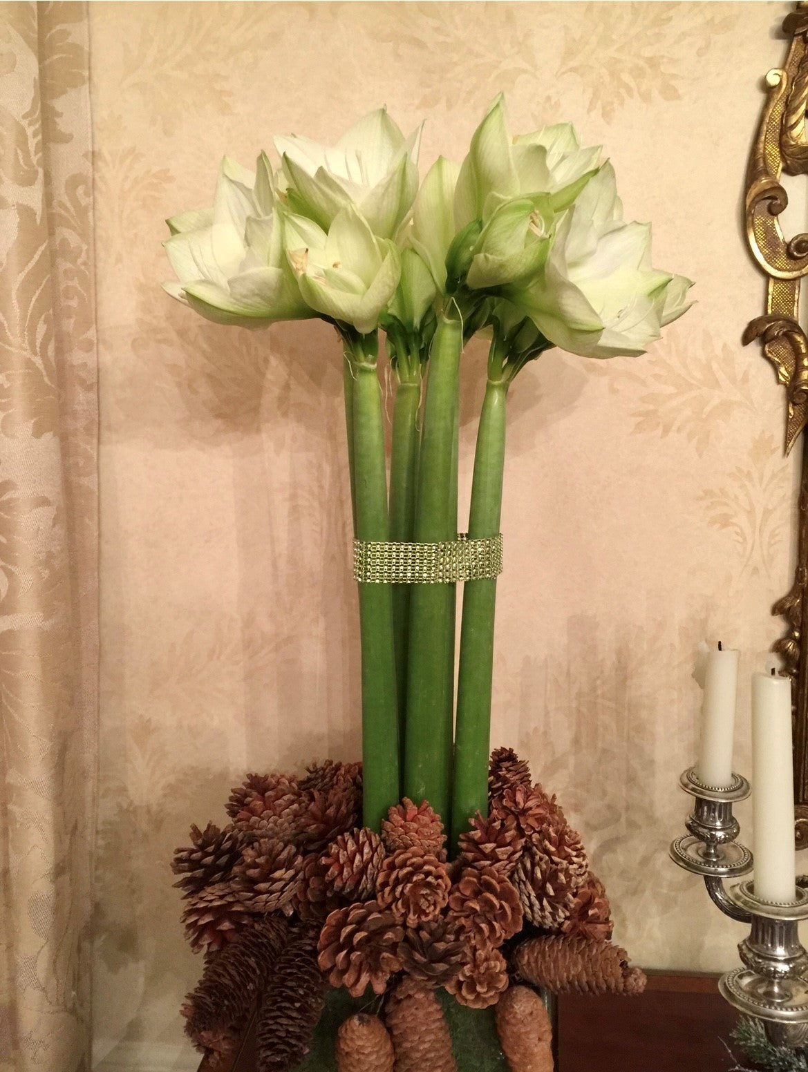 bejeweled amaryllis