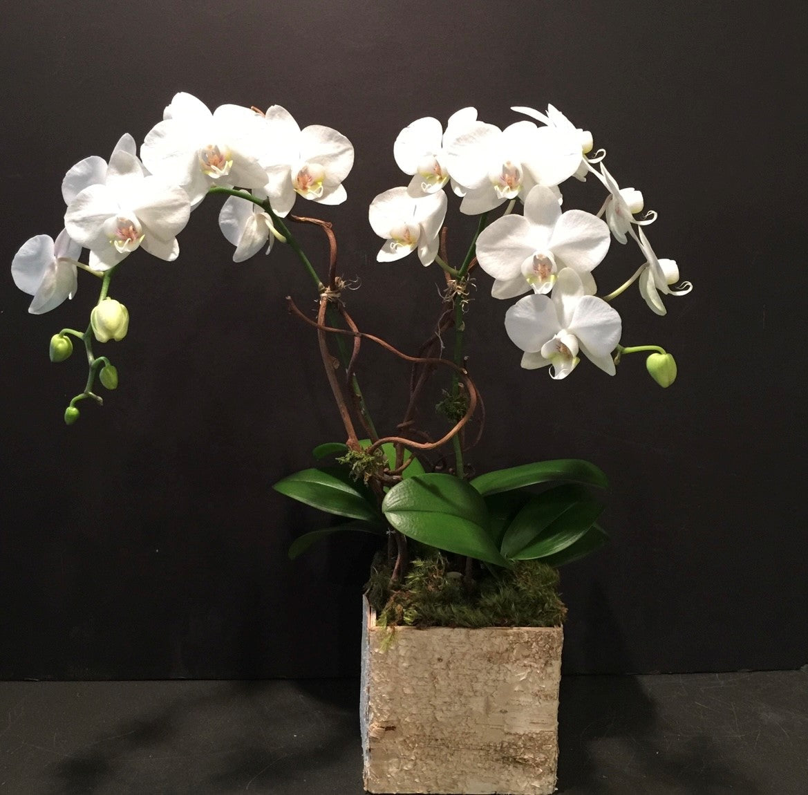 Double medium mini white Phalaenopsis