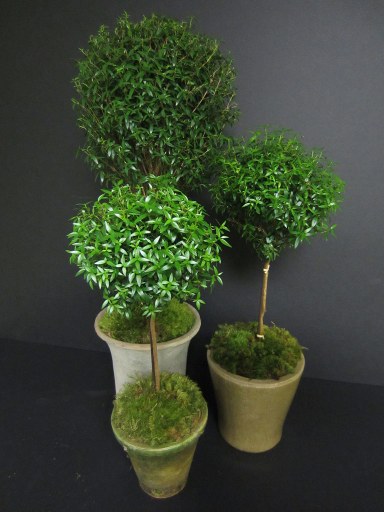 myrtle plant indoor Myrtle Topiaries – Greenwich Orchids