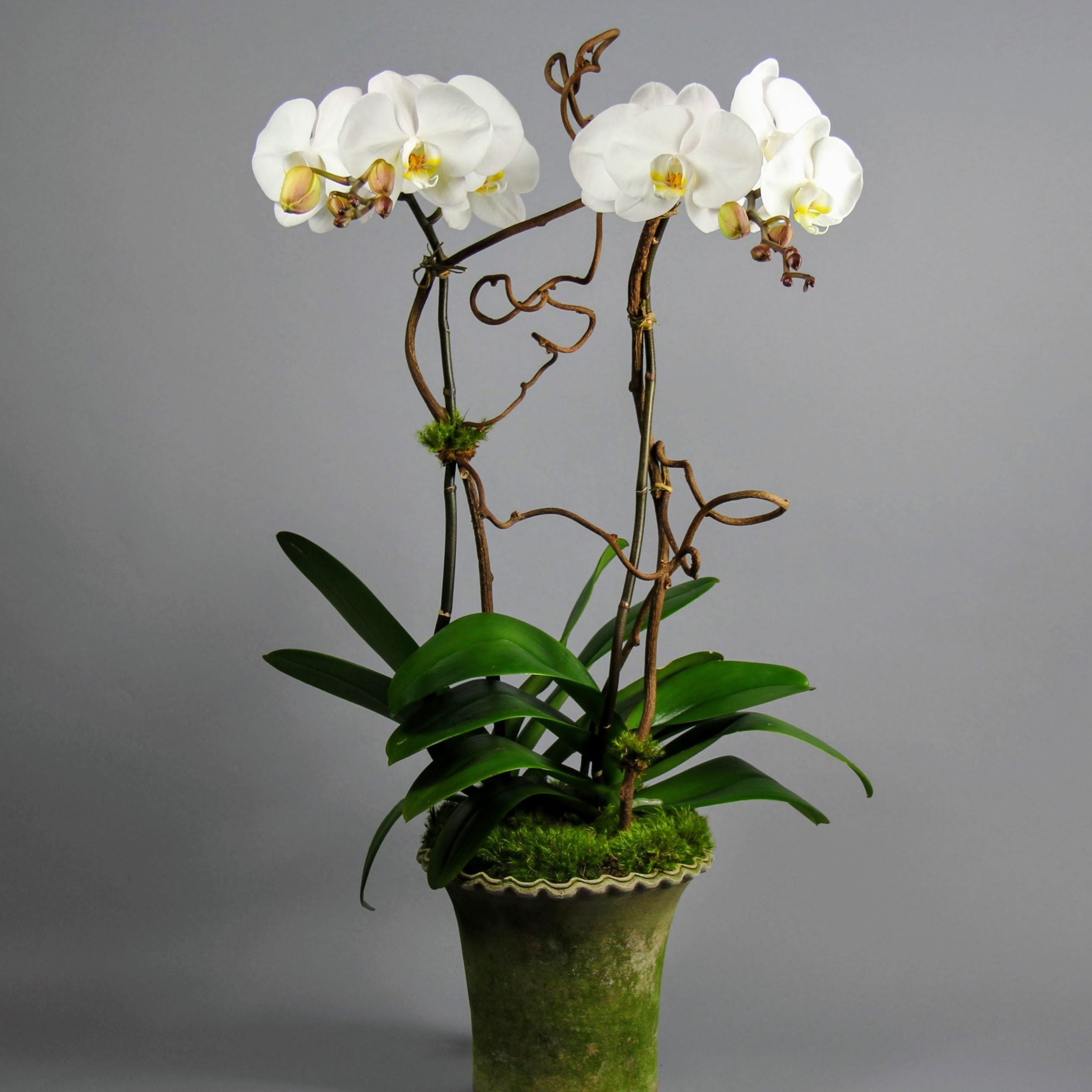 Double Spikes White Phalaenopsis Double Orchid Plants – Greenwich Orchids