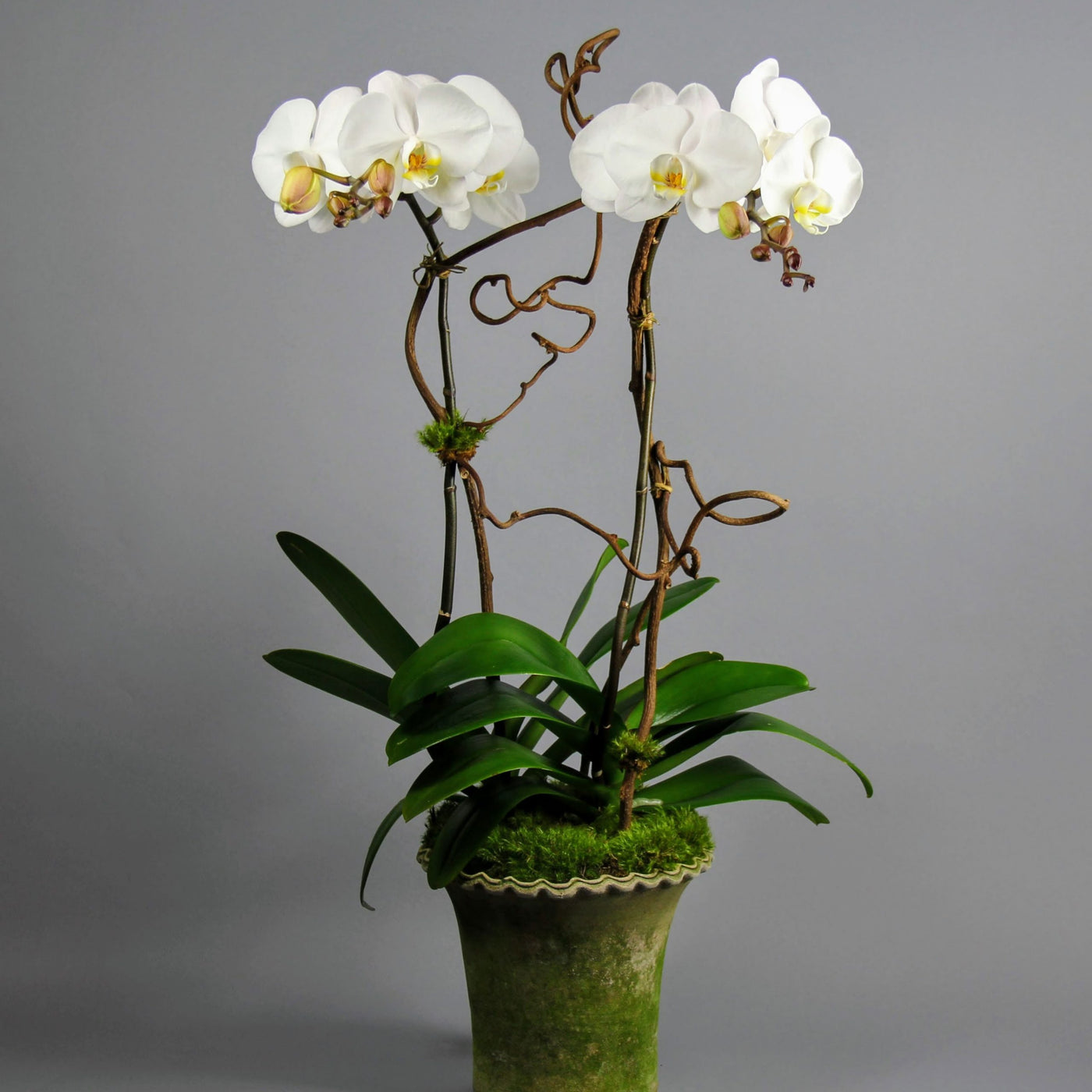 Double Spikes White Phalaenopsis Double Orchid Plants
