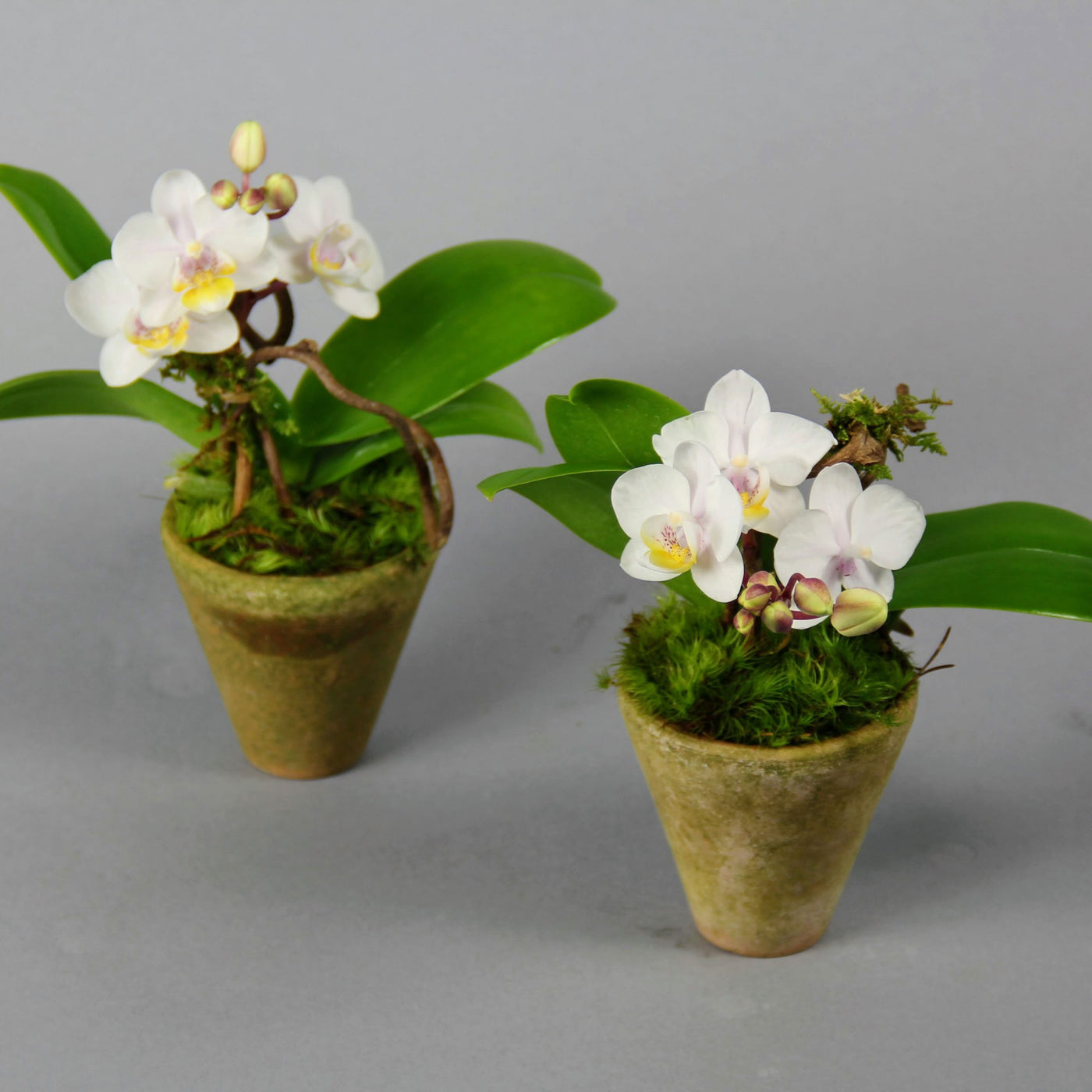 White Super-Mini Phalaenopsis Orchid Plant