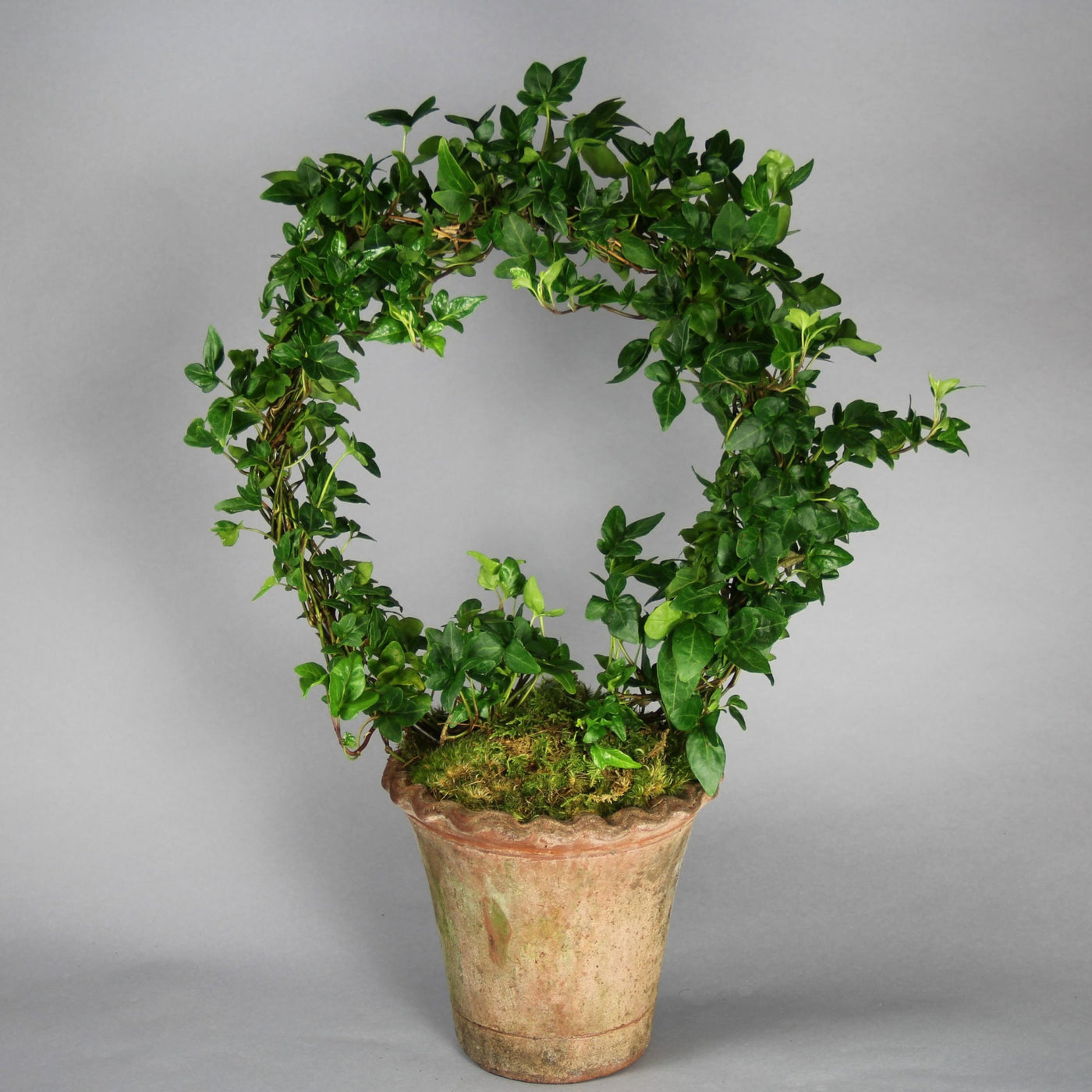 English Ivy Wreath