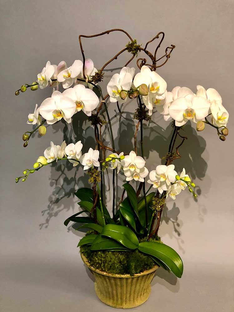 Orchid Explosion – Greenwich Orchids