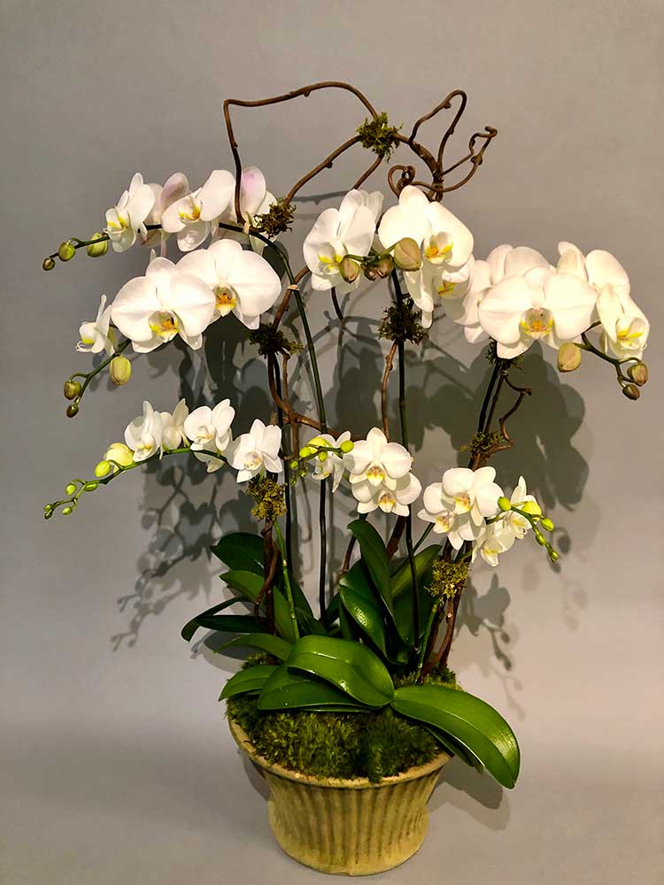 Orchid Explosion
