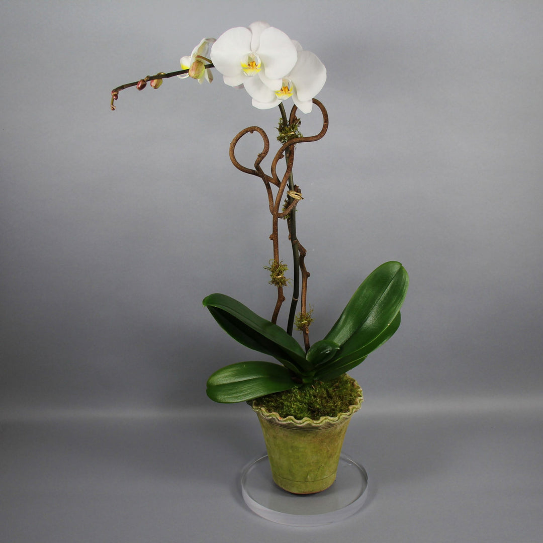 Single White Phalaenopsis Orchid Plant – Greenwich Orchids