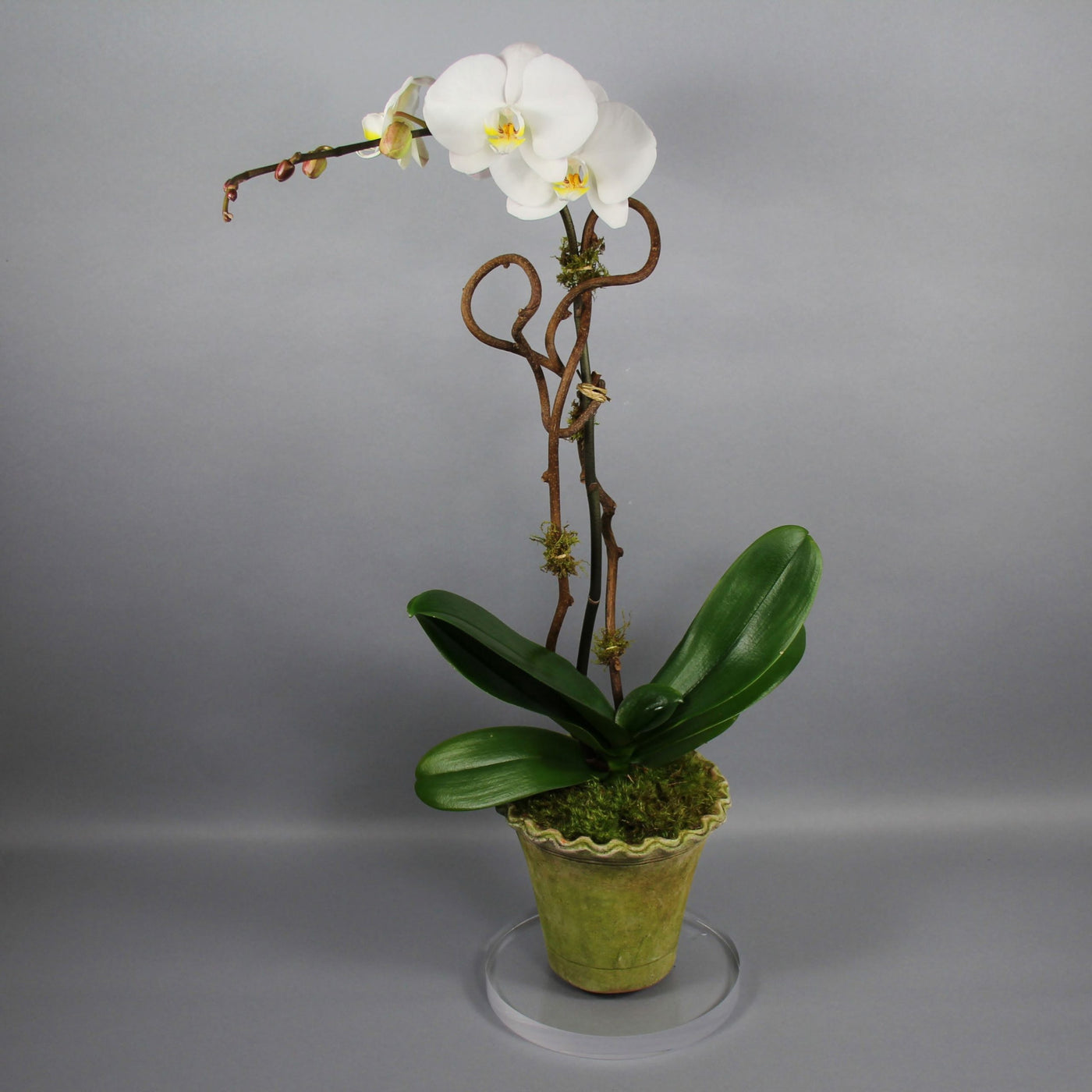 Single White Phalaenopsis Orchid Plant