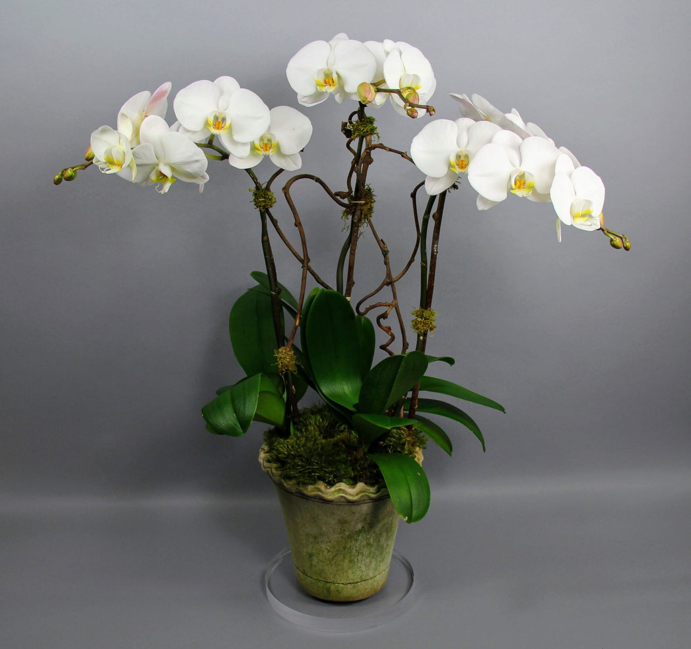 Triple Spikes White Phalaenopsis Orchid Plants