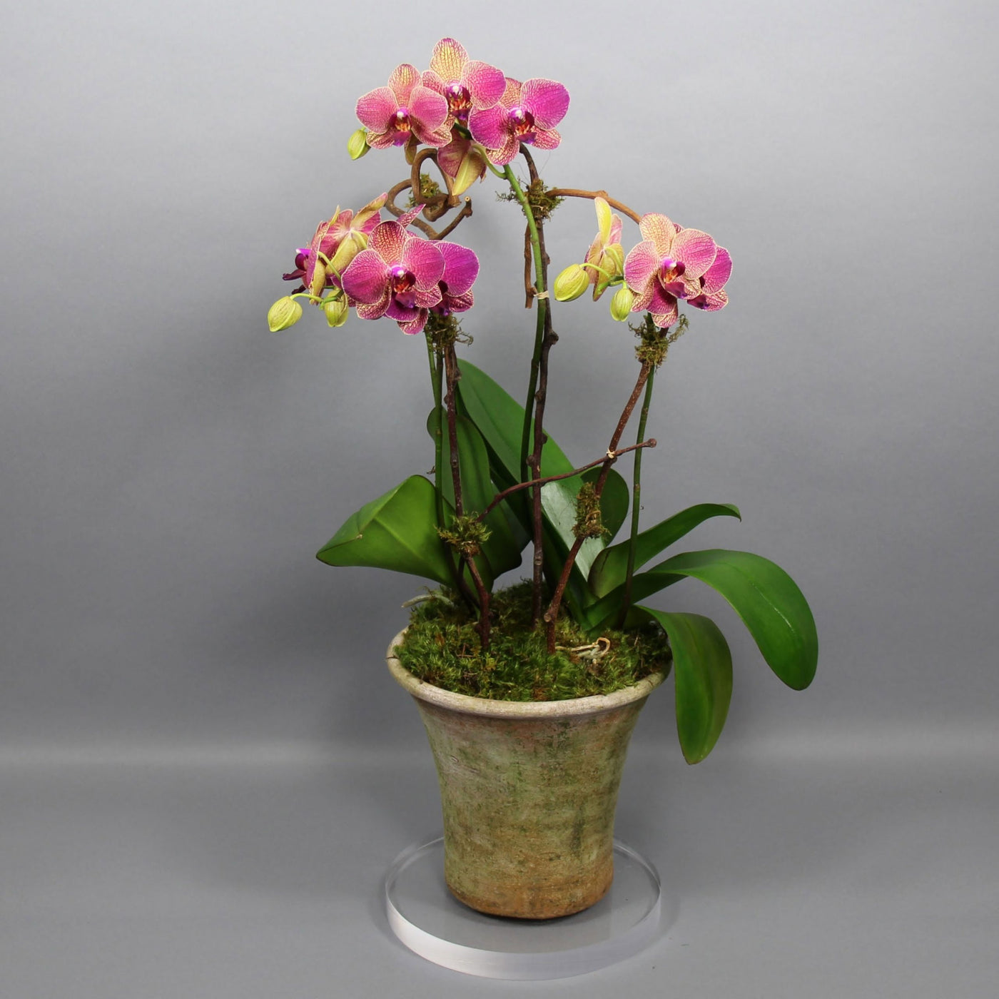 Multiple Bright  Phalaenopsis Double Orchid Plants